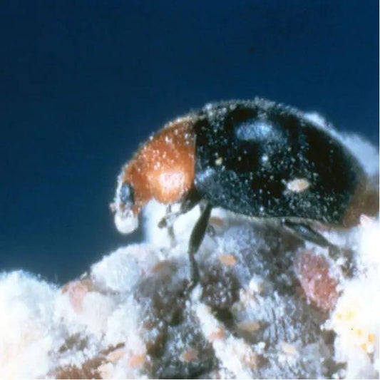GrowersHouse Cryptolaemus montrouzieri mealybug destroyer beetle on white debris on Tampa Home & Garden Store