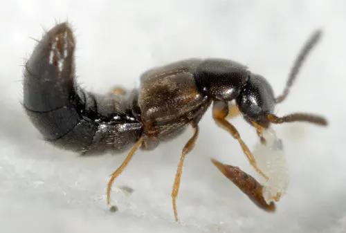 Dalotia Coriaria Rove Beetles for Pest Control