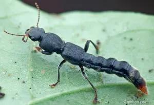 Dalotia Coriaria Rove Beetles for Pest Control
