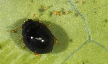 Delphastus Catalinae Controls Whiteflies