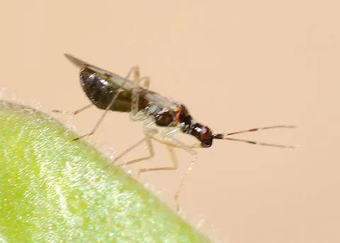 GrowersHouse Dicyphus hesperus predator on green leaf on Tampa Home & Garden Store