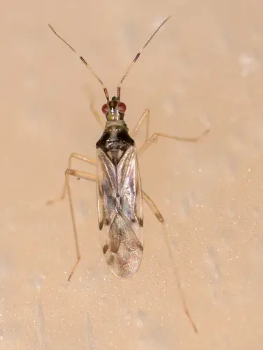 GrowersHouse Dicyphus Hesperus Whitefly Control