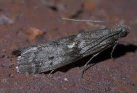 GrowersHouse Ephestia kuehniella adult moth, gray-brown, single specimen on soil on Tampa Home & Garden Store