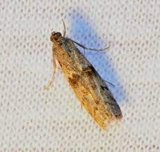 Ephestia Kuehniella Food for Orius and Dicyphus