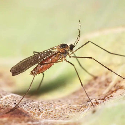 Feltiella acarisuga predatory midge on leaf, brown body, long legs, spider mite control on Tampa Home & Garden Store