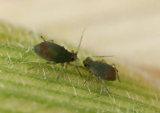 Aphid control product GrowersHouse Rhopalosiphum padi, two dark green aphids on leaf on Tampa Home & Garden Store