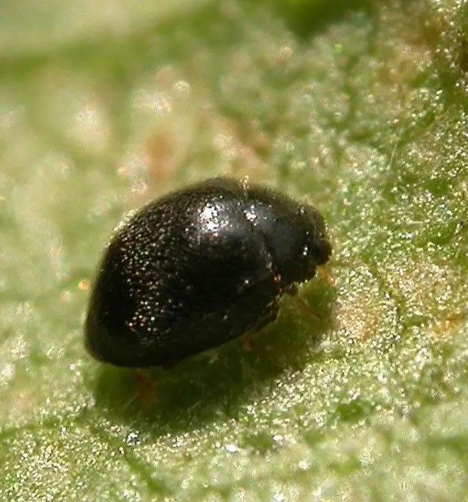 Stethorus punctillum Controls Two Spotted Mites