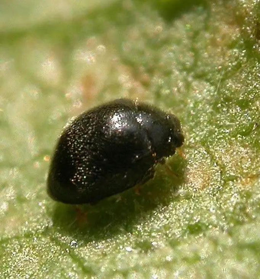 Stethorus punctillum beetle on leaf, glossy black, mite control Growers House Auto on Tampa Home & Garden Store