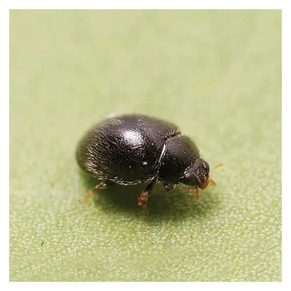 Stethorus punctillum Controls Two Spotted Mites