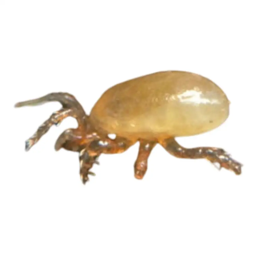 Stratiolaelaps scimitus mite amber body brown legs Growers House Auto on Tampa Home & Garden Store