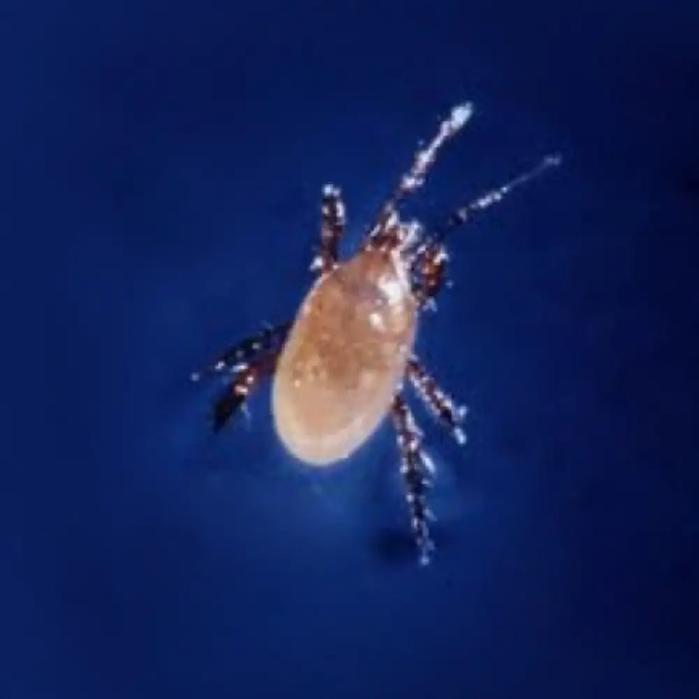 Stratiolaelaps Scimitus Predator Mite for Gnats