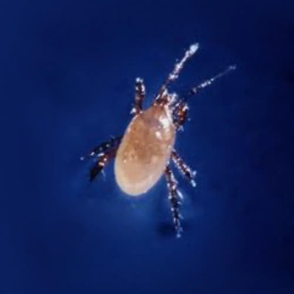 Stratiolaelaps Scimitus Predator Mite for Gnats