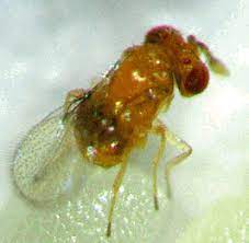 GrowersHouse Trichogramma brassicae parasitic wasp orange body with clear wings on Tampa Home & Garden Store