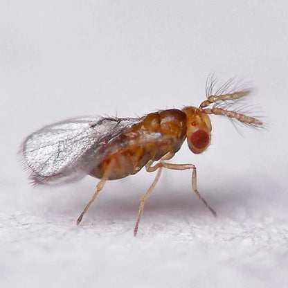 GrowersHouse Trichogramma Brassicae Looper