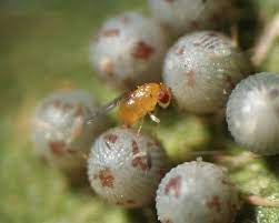 Trichogramma egg card showing orange insect near pale spherical eggs on plant stem on Tampa Home & Garden Store
