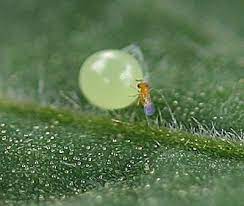 Mix Trichogramma Species Cards for Looper Control