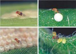 Mix Trichogramma Species Cards for Looper Control