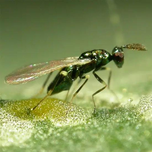 Growers House Auto Diglyphus isaea leafminer control wasp with metallic green body on leaf on Tampa Home & Garden Store