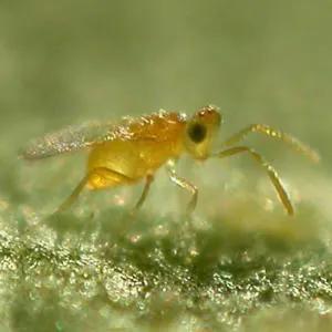 Encarsia Formosa in Whitefly Biocontrol Solutions