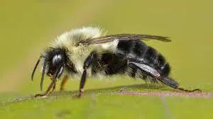 GrowersHouse Bombus impatiens Crop Pollinator