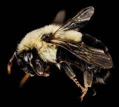 GrowersHouse Bombus impatiens Crop Pollinator