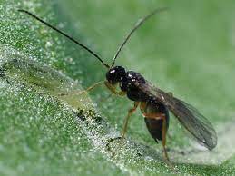 GrowersHouse Dacnusa Sibirica Leaf Miner Control