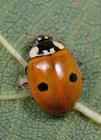 Adalia bipunctata Aphid Control for Gardens
