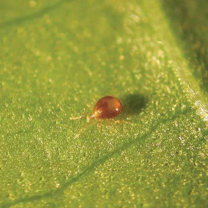 GrowersHouse Amblyseius Degenerans Thrips Control