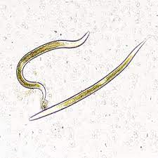 Nematodes Mix for Soil Pest Control NEMAforce