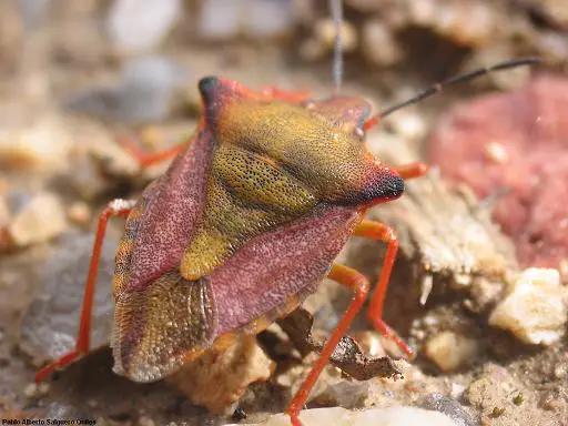 Podisus Maculiventris Spined Soldier Bug Looper
