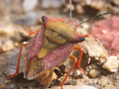 Podisus Maculiventris Spined Soldier Bug Looper