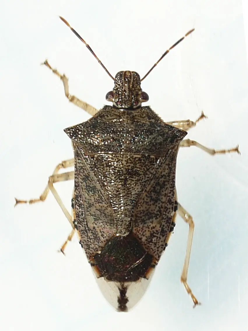 Podisus Maculiventris Spined Soldier Bug Looper