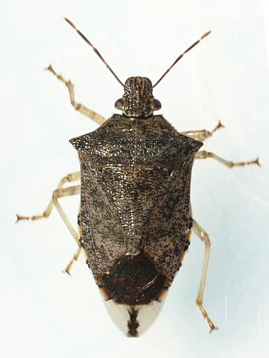 GrowersHouse Podisus maculiventris predatory bug for looper control brown mottled shield-shaped body on Tampa Home & Garden Store