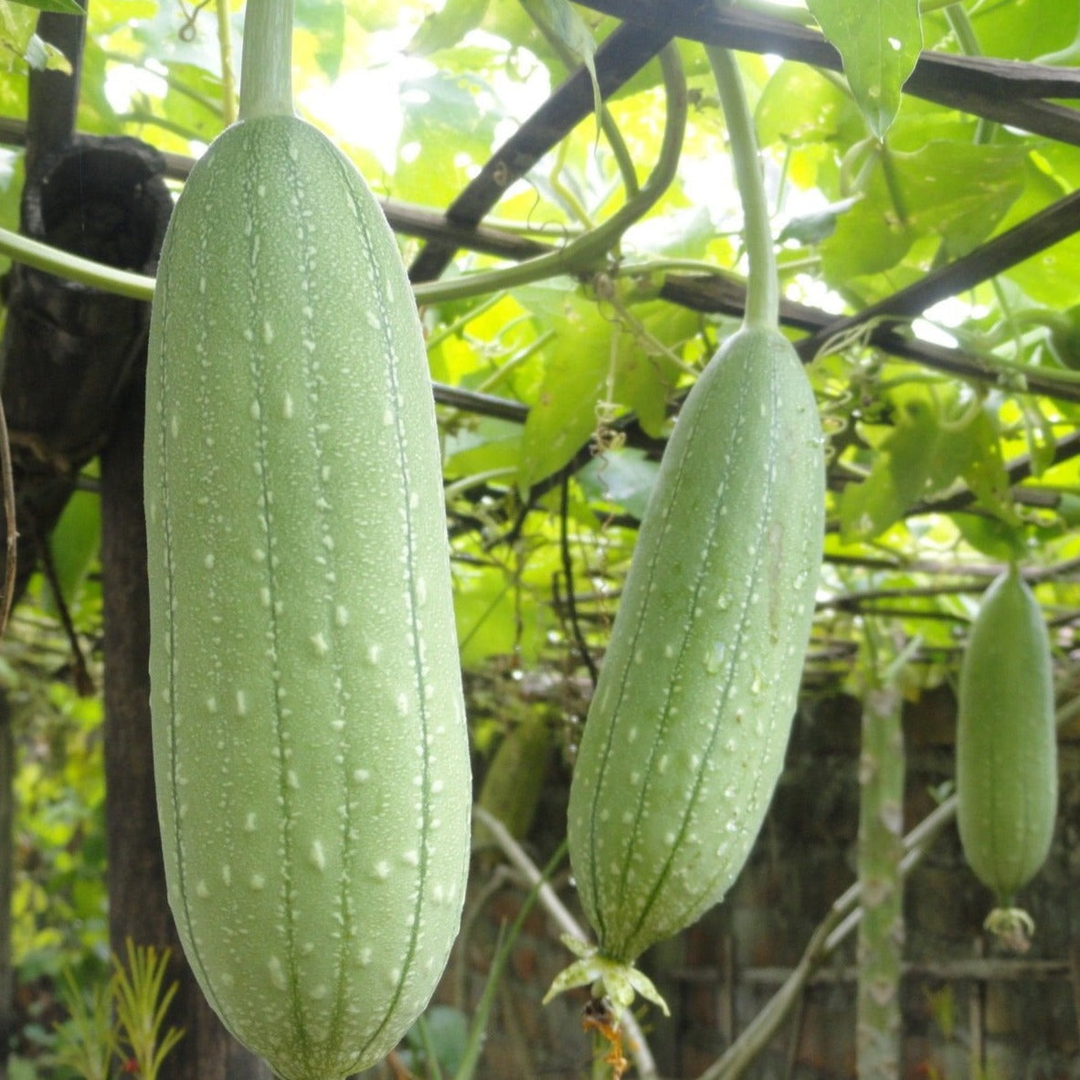 Three green luffa gourds hanging on a vine with speckled skin Seedtime Store on Tampa Home & Garden Store