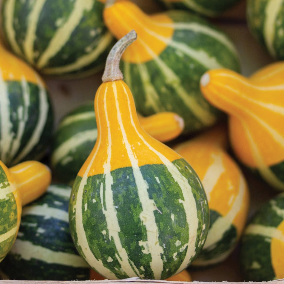 Bi-Color Pear Gourd with green stripes and yellow top, pear-shaped gourds in a pile on Tampa Home & Garden Store