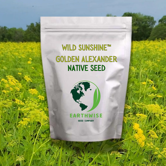 Wild Sunshine™ – Golden Alexander (Zizia aurea) Native Wildflower Seed Pollinator-Friendly, Perennial Ecotype