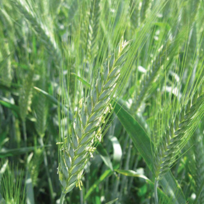 Triticale grain heads in a lush green field Seedtime Store on Tampa Home & Garden Store