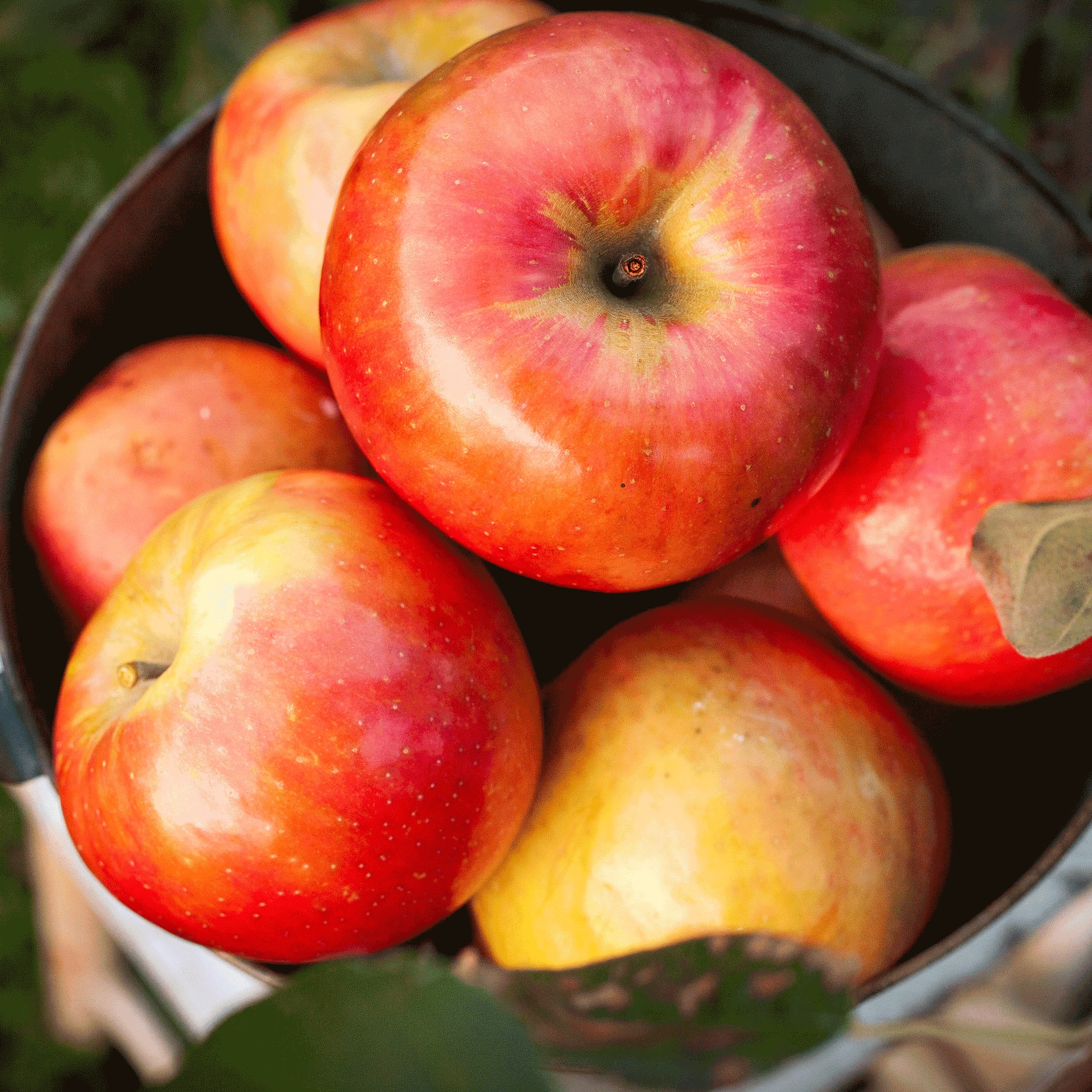 Gala apples close-up with red and yellow skin in a metal bowl on Tampa Home & Garden Store