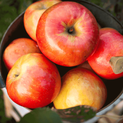 Gala apples close-up with red and yellow skin in a metal bowl on Tampa Home & Garden Store