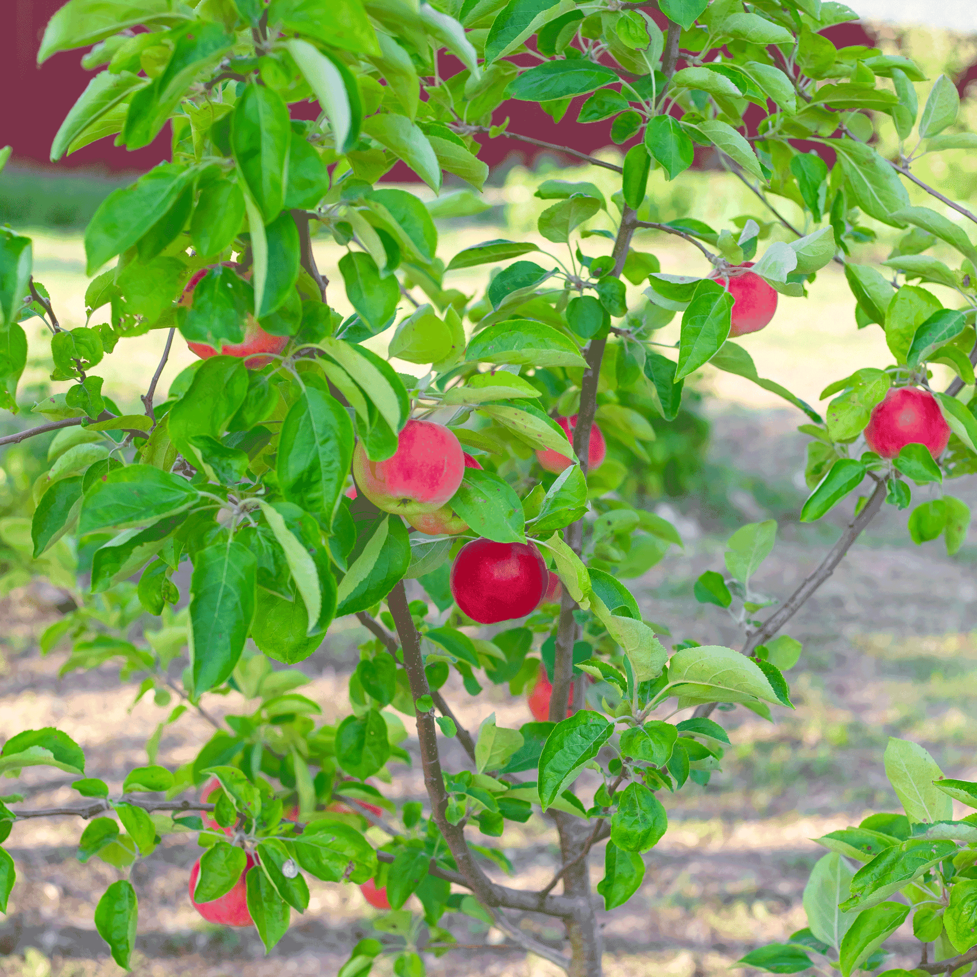 Gala Apple Tree plant with ripe red apples and lush green leaves on Tampa Home & Garden Store