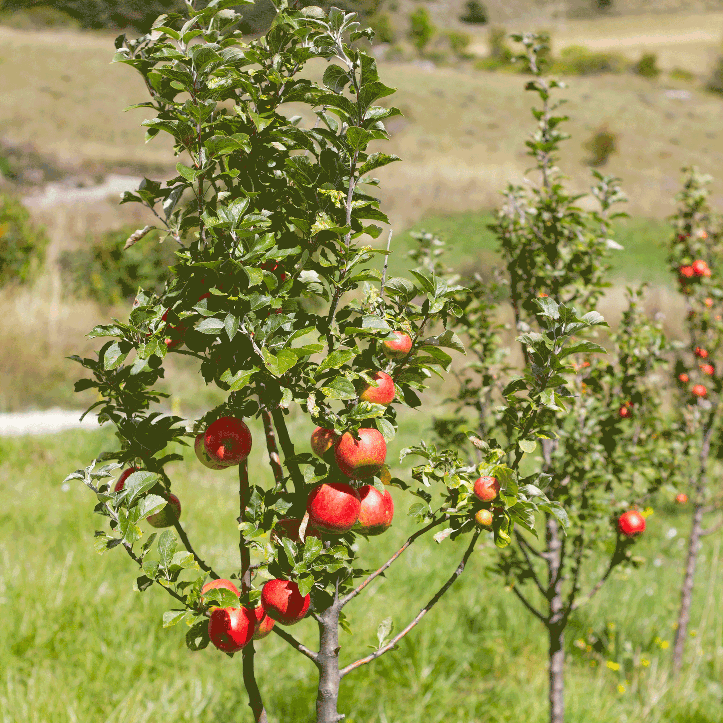 Gala Apple Tree with ripe red apples and glossy green leaves in an outdoor orchard on Tampa Home & Garden Store