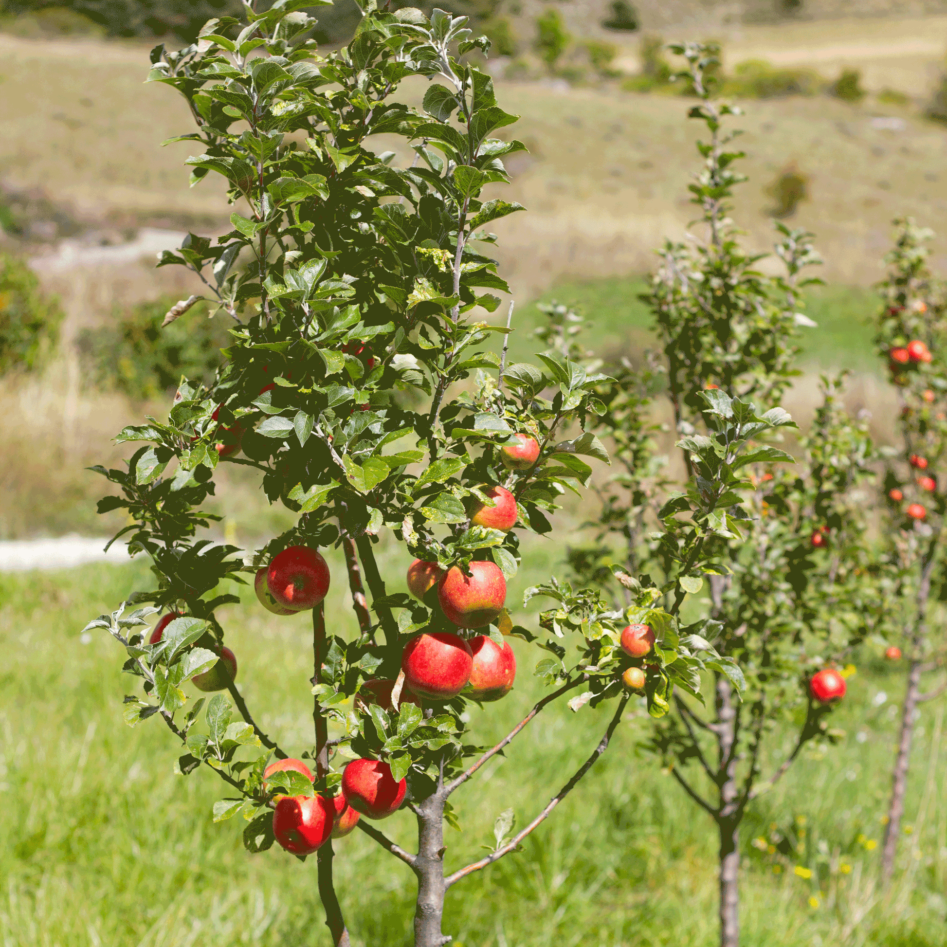 Gala Apple Tree with ripe red apples and glossy green leaves in an outdoor orchard on Tampa Home & Garden Store