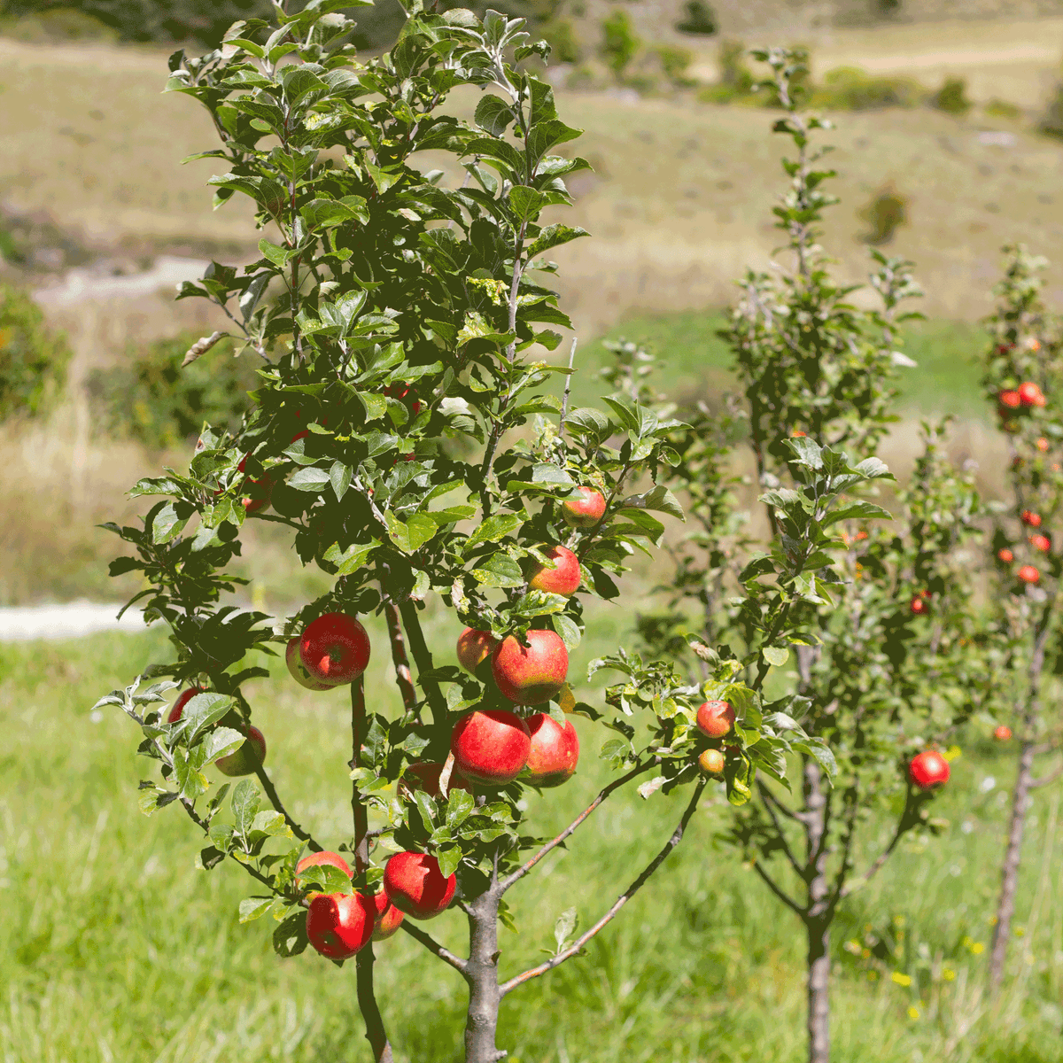 Apple Orchard plant by Live Good Logistics, red apples on green leaves outdoors on Tampa Home & Garden Store