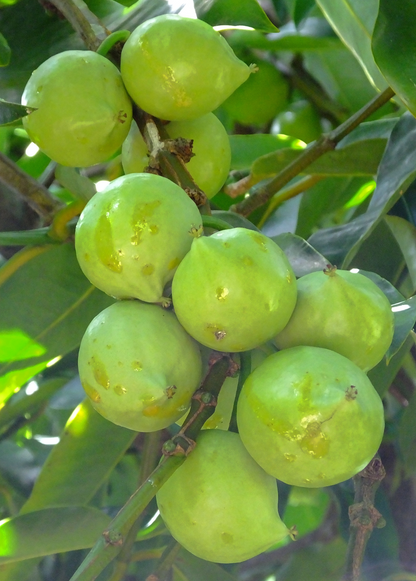 Gamboge (Garcinia xanthochymus) - Tampa Home & Garden Store