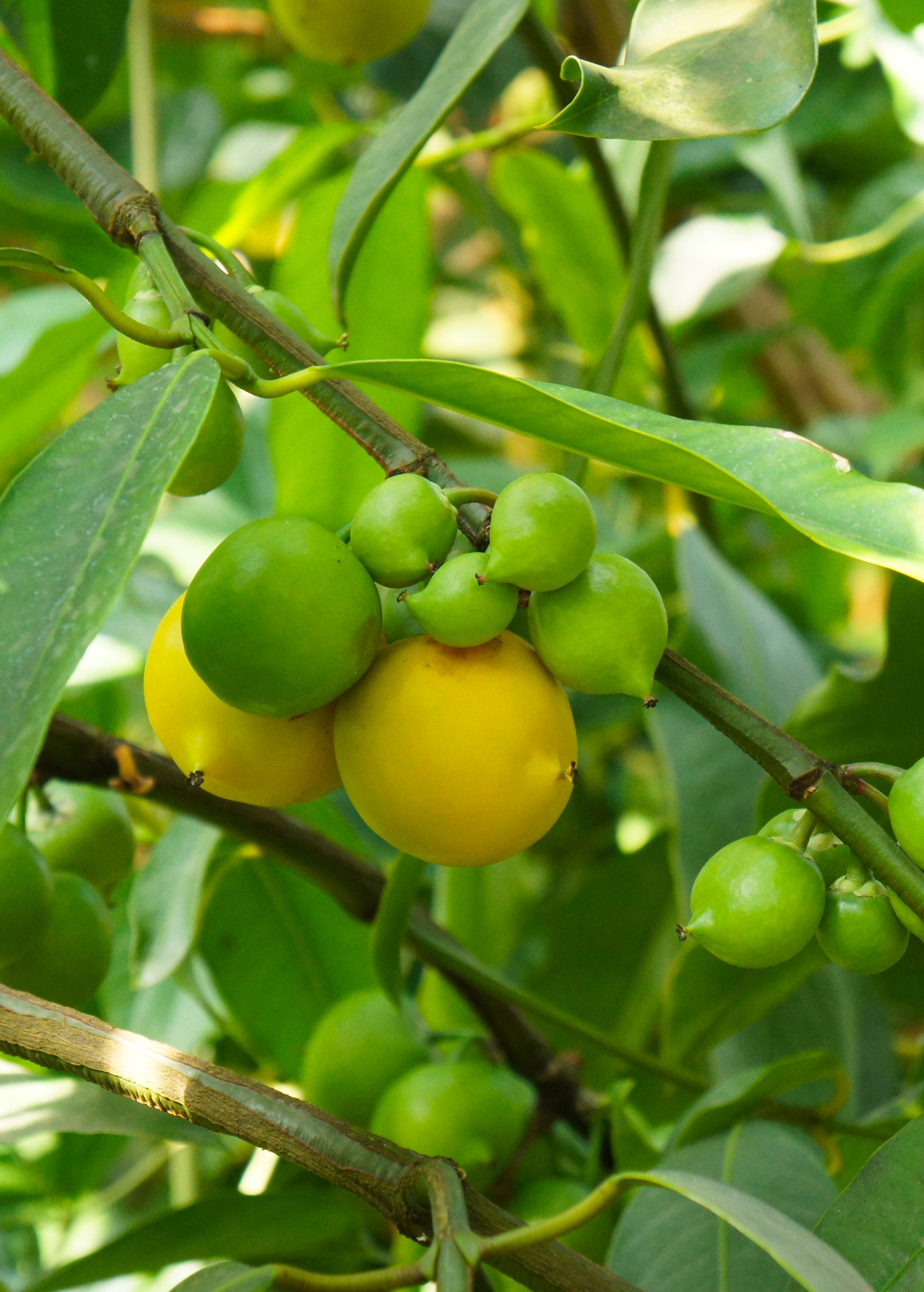 Gamboge (Garcinia xanthochymus) - Tampa Home & Garden Store