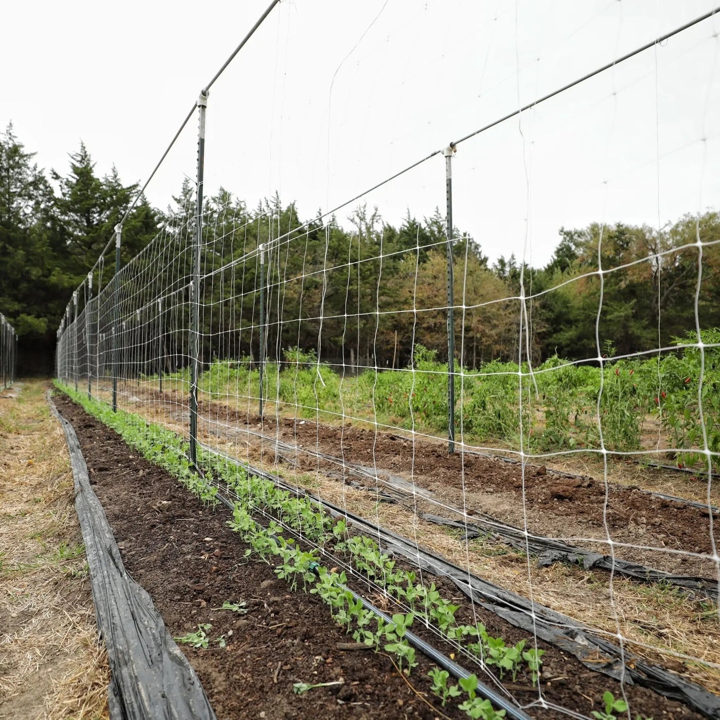Garden Trellis Netting | 6" Mesh - Tampa soil911.com