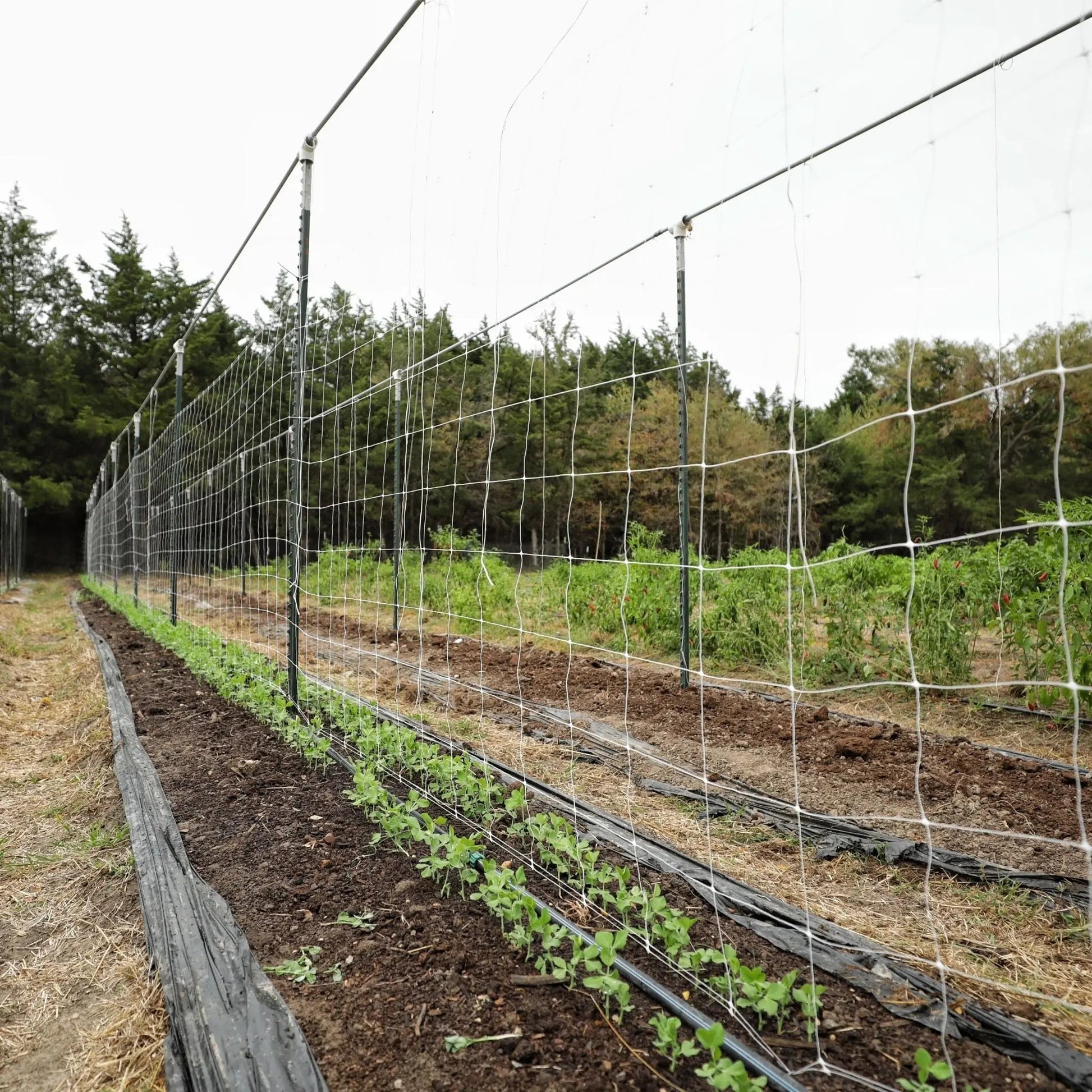 Garden Trellis Netting | 6" Mesh - Tampa soil911.com