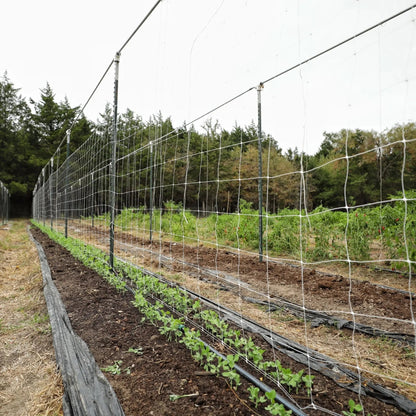 Garden Trellis Netting | 6" Mesh - Tampa soil911.com