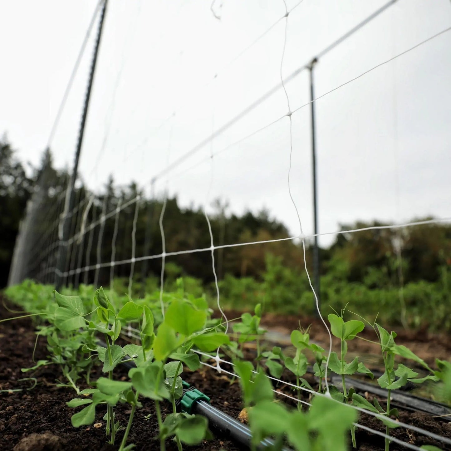 Garden Trellis Netting | 6" Mesh - Tampa soil911.com