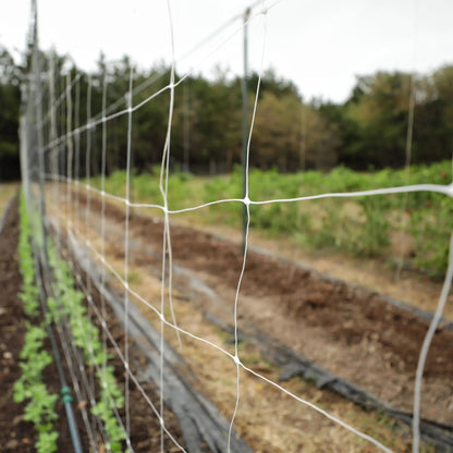 Garden Trellis Netting | 6" Mesh - Tampa soil911.com